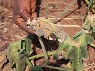 Dry vegetable gardens